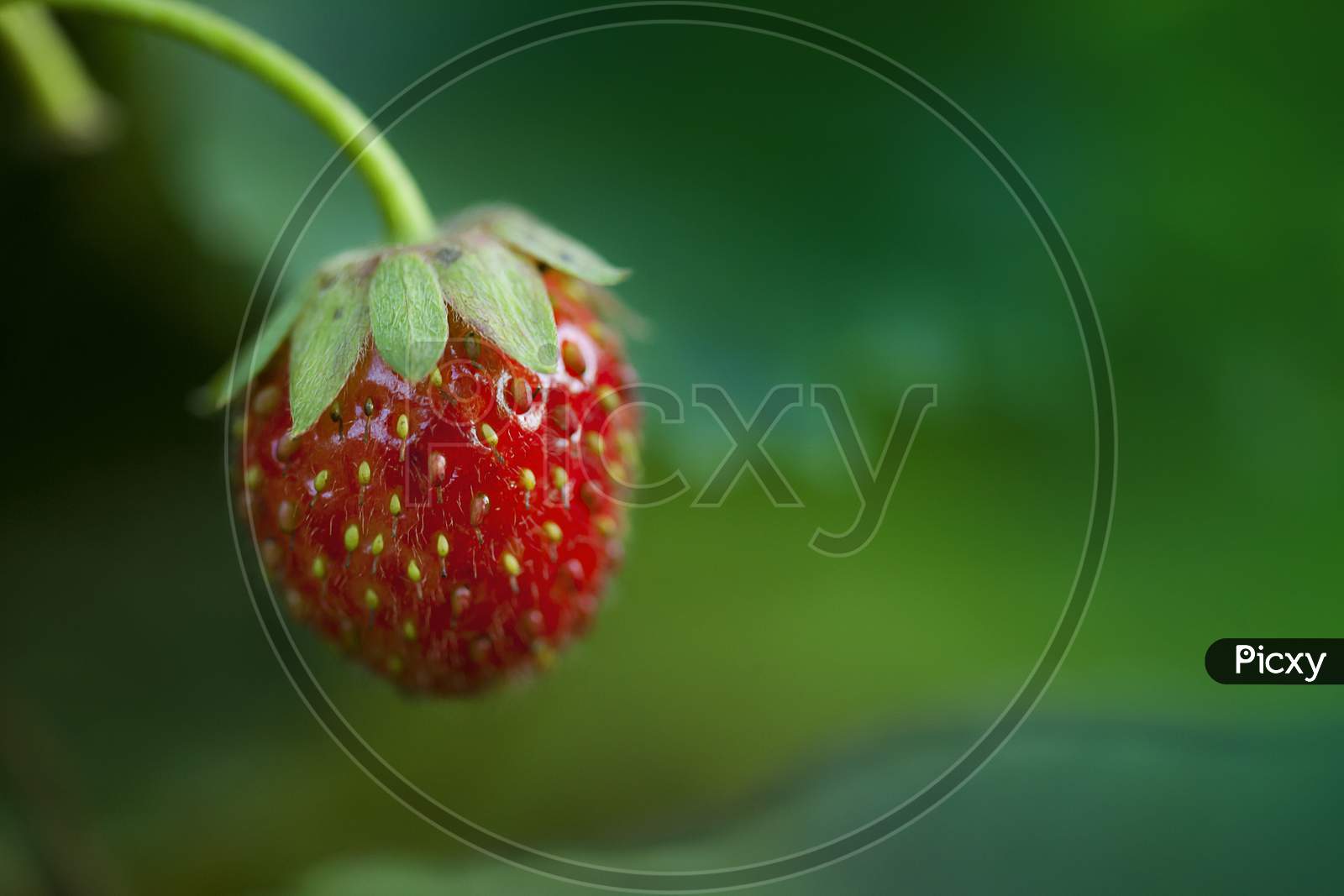 Strawberry Close Up
