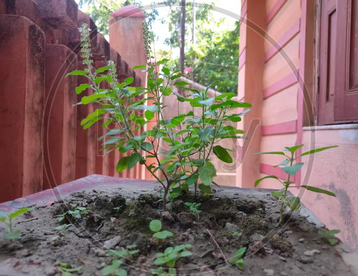 A Little Tulsi Plant On A Pot With Selective Focus, Selective Focus On Subject, Background Blur