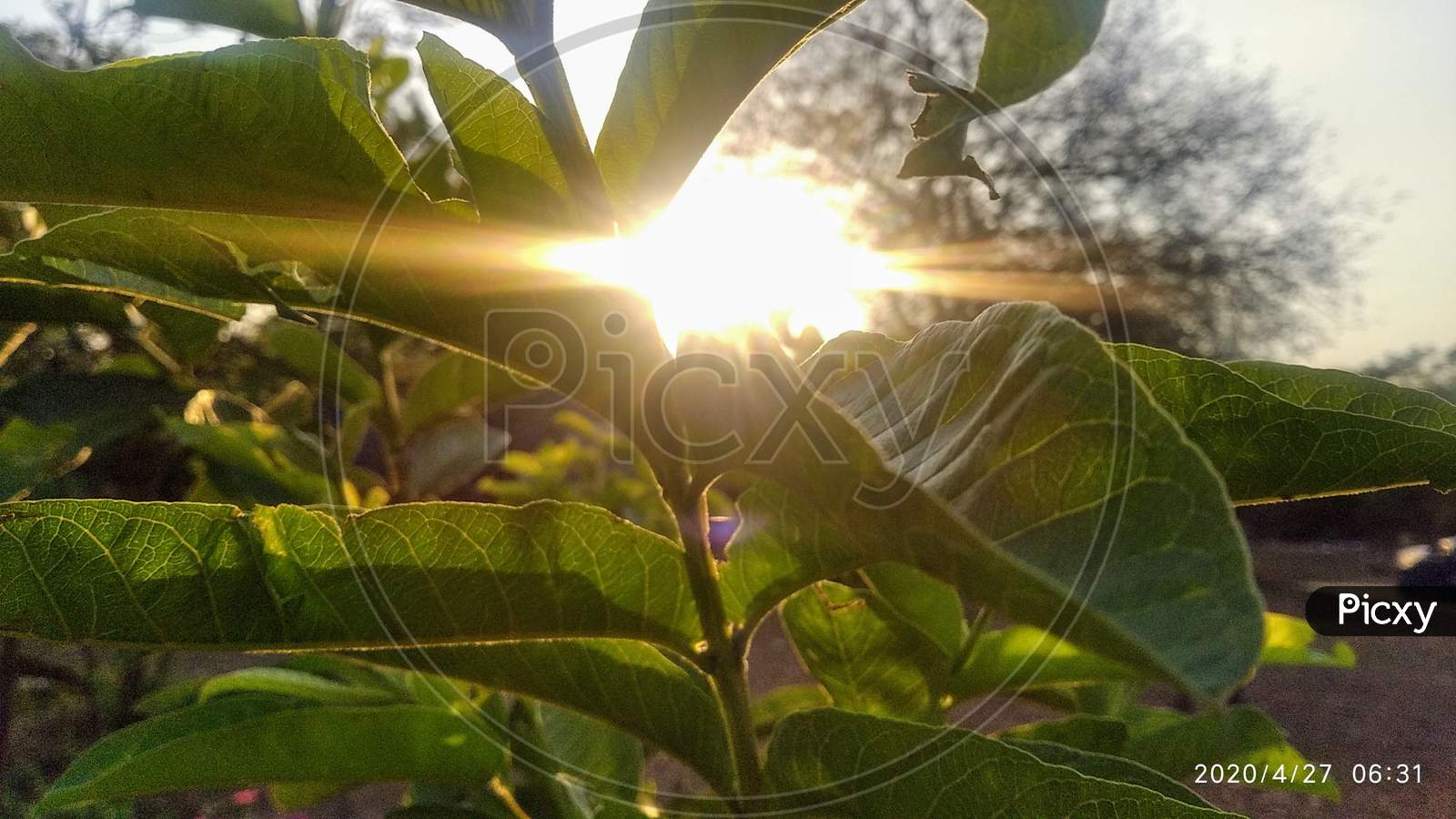 Single Gauva plant with sunlight in background