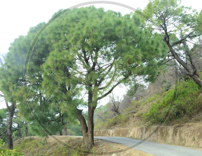 Tree in the road side view of Himachal Pradas,India