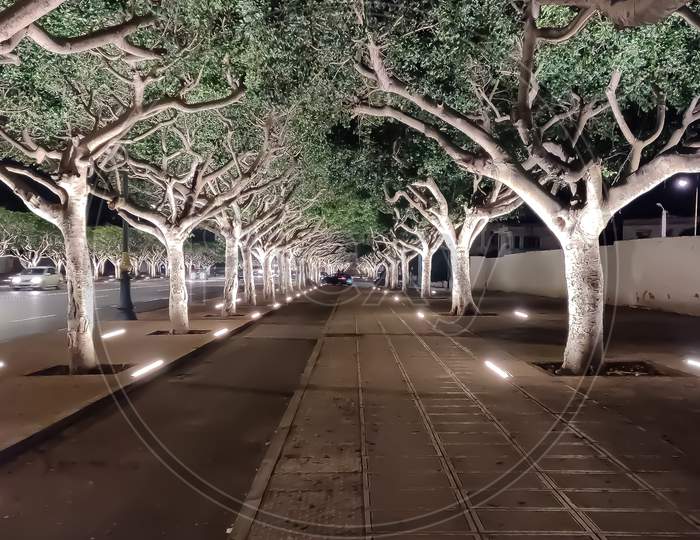 Empty street with treeline in Rabat, Morocco