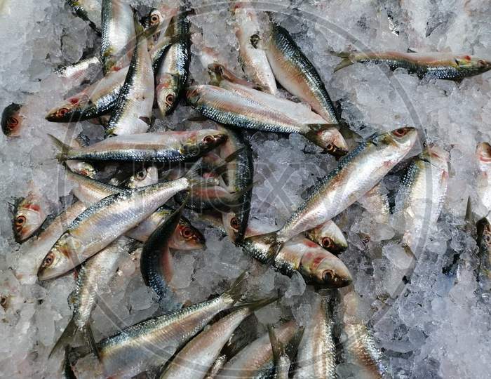 Sardine Fish Which Is Fresh Surrounded By Ice In Market For Sale