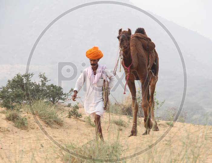 Rajasthani Camel Traders With a Herd of Camels In Pushkar Camel Fair , Pushkar, Rajasthan