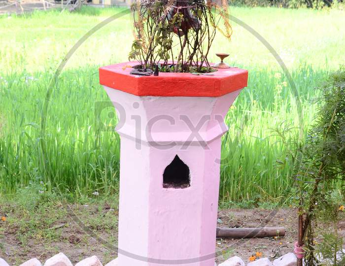 Tulsi Plant in Home Garden India