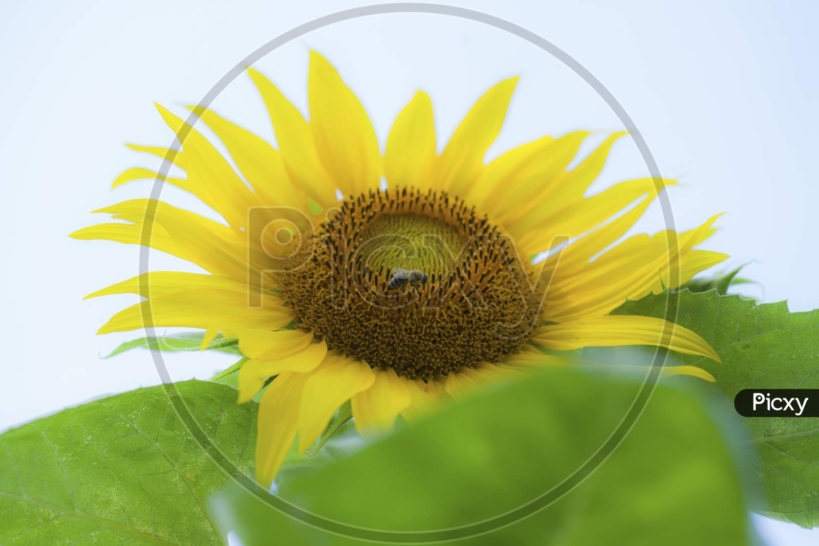 A Bee On The Head Of A Sunflower Flower