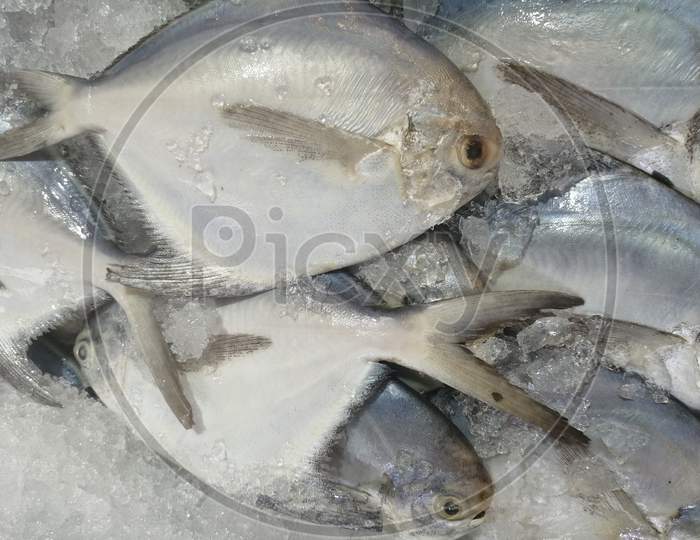 White Pomfret Fresh Fish In Fish Market For Sale Surrounded By Ice