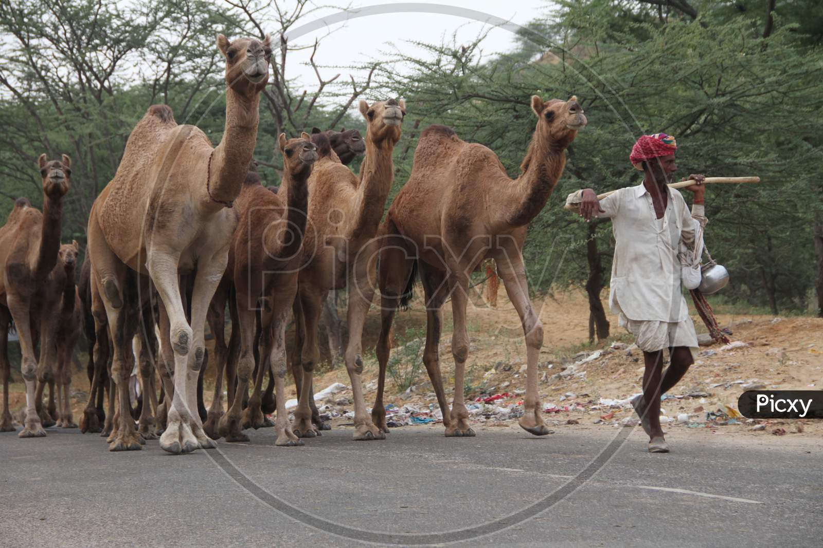 Rajasthani Camel Traders With Caravan of  Camels In Pushkar Camel Fair , Pushkar, Rajasthan