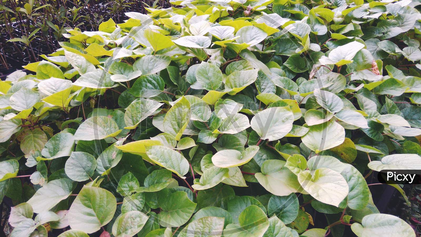 Lvy herb petal groundcover anthurium tree planting in garden