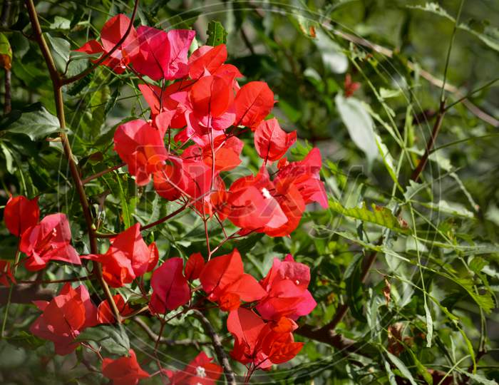 Close-up beautiful nature view of Bougainvillea flower in garden. Floral background.