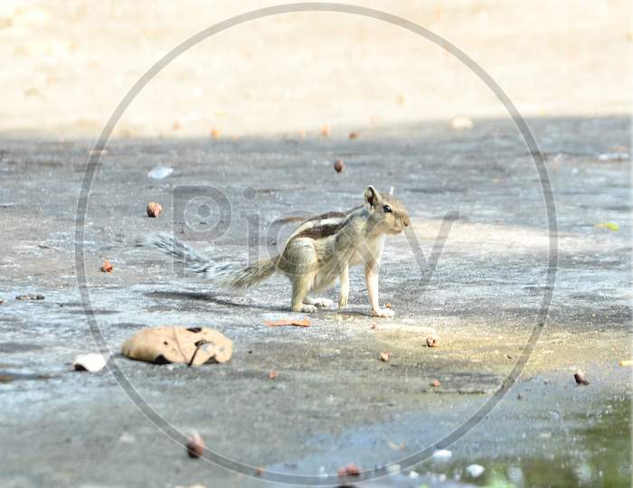 Squirrel on ground Himachal Pradesh India