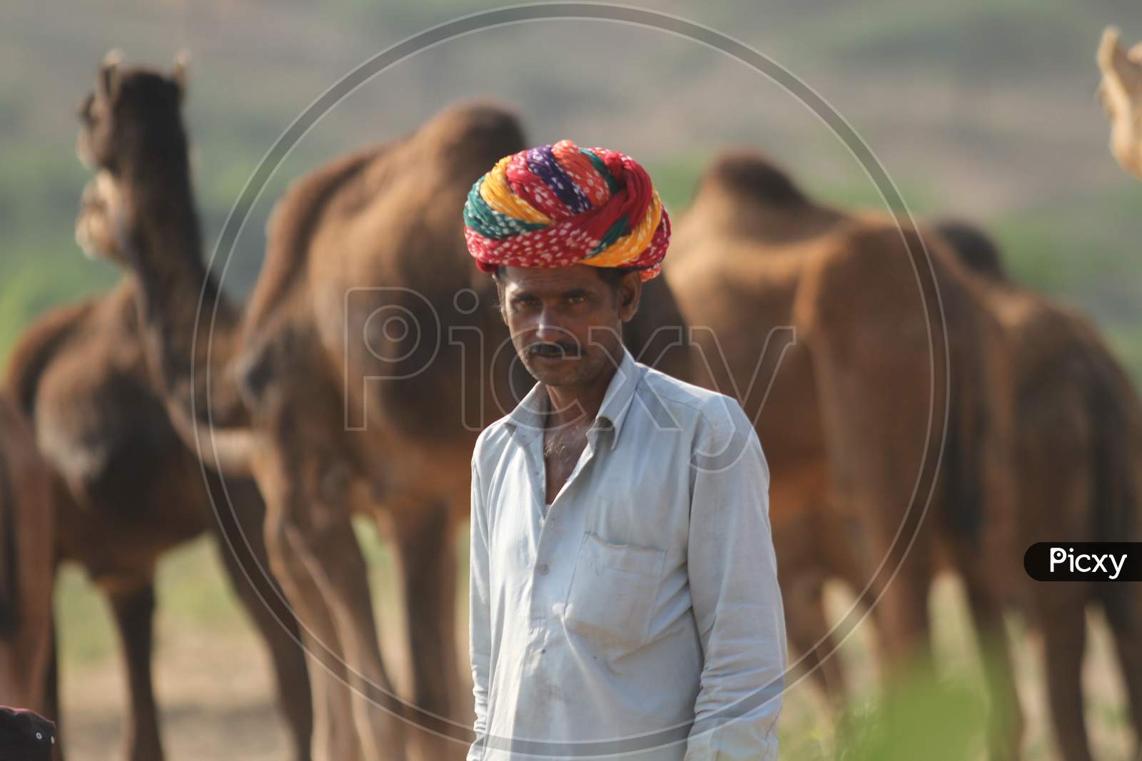 Rajasthani Camel Traders With Camels In Pushkar Camel Fair , Pushkar, Rajasthan