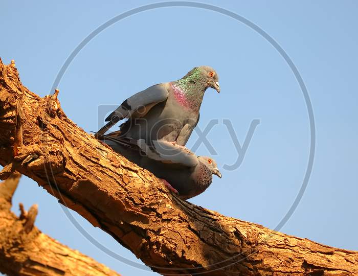 Two Pigeon Dove Meeting On Tree , Couple Bird