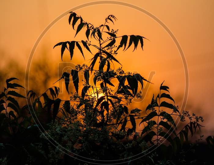 Sun behind Neem Tree. Azadirachta indica, commonly known as neem, nimtree or Indian lilac.
