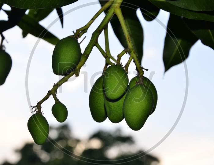 Mango Fruit in Garden of Home at Nadaun Town HP India