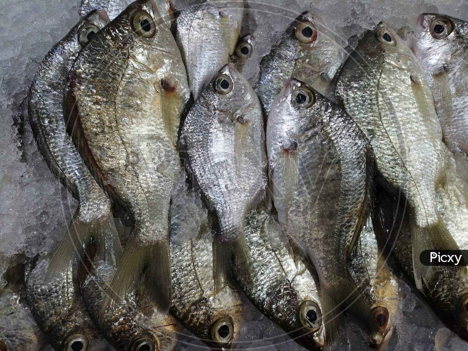 Payia Fish Which Is Fresh Kept For Sale