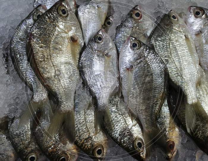 Payia Fish Which Is Fresh Kept For Sale