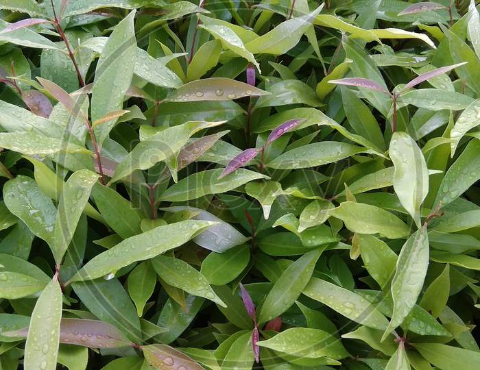 Herb perennial terrestrial bay leaf plant closeup wallpaper