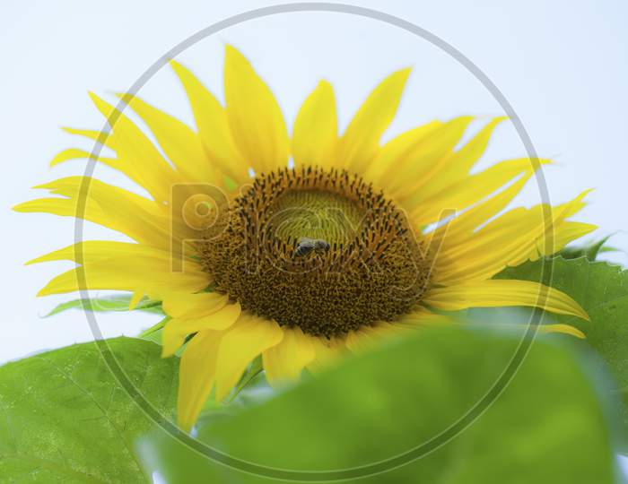 A Bee On The Head Of A Sunflower Flower