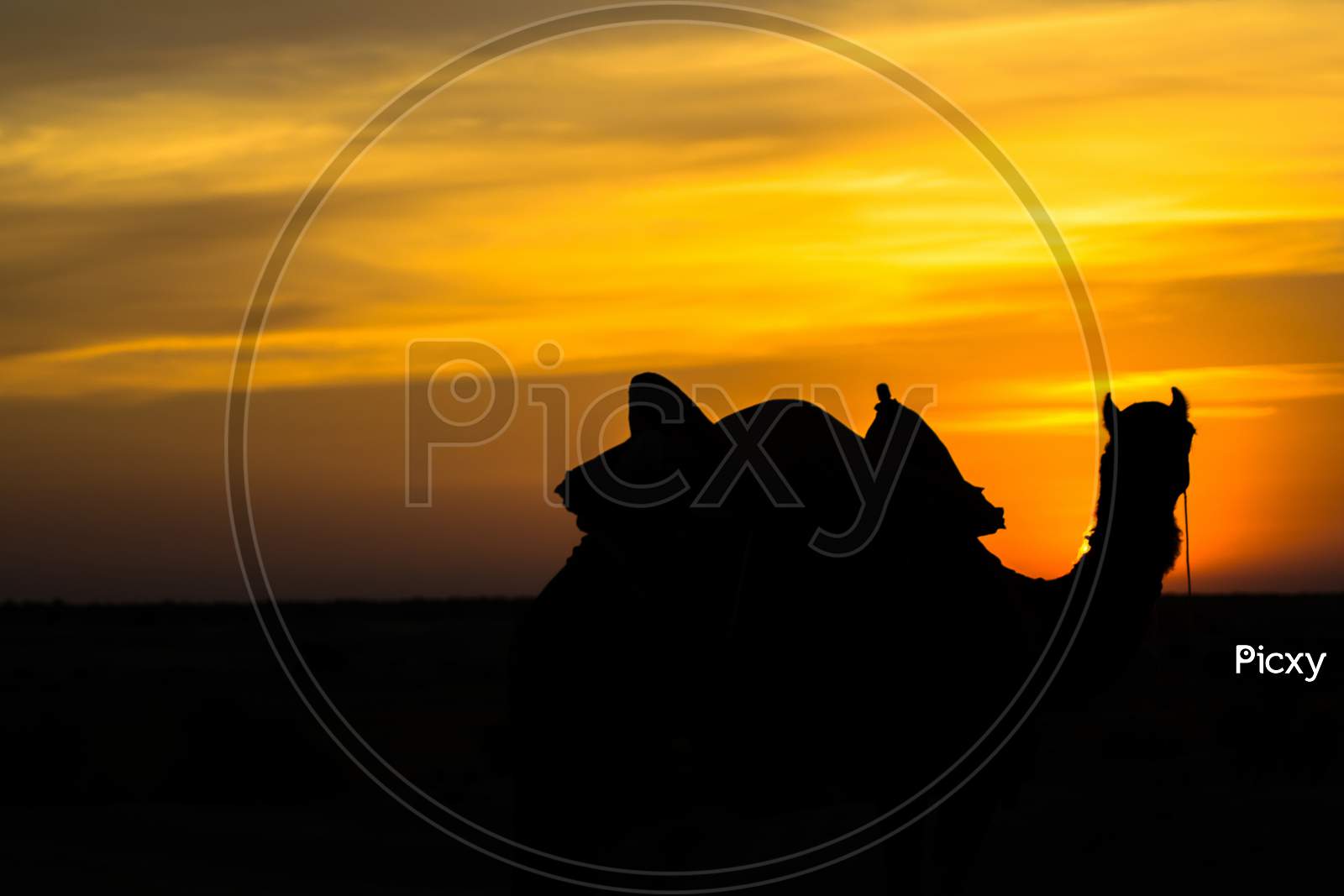 Sunset view with camel at Sam sand dunes of Jaisalmer the golden city, an ideal allure for travel enthusiasts