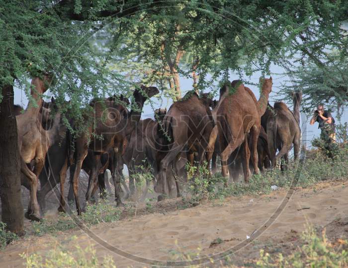 Train  Of Camels At Pushkar Camel Fair, Rajasthan
