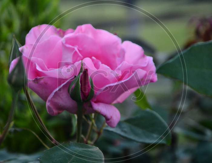 Beautiful pink Rose in the garden