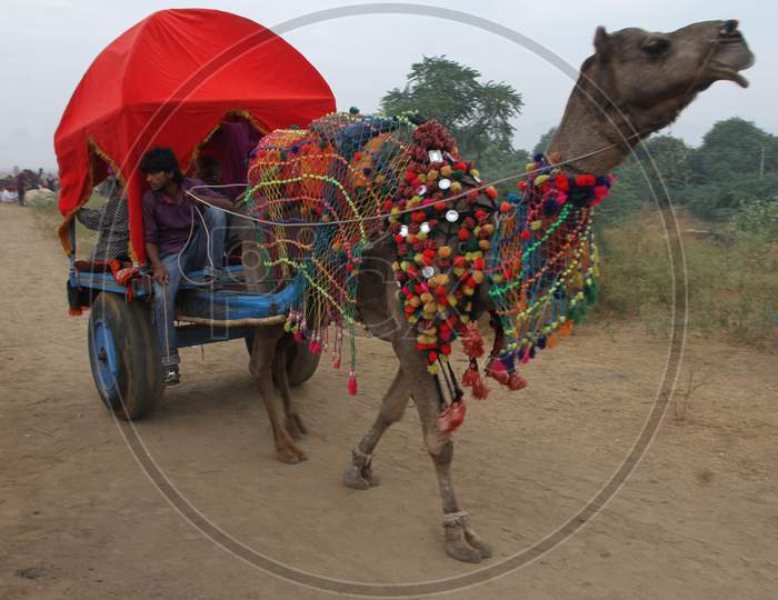 Camel Carts At Pushkar Camel Fair, Pushkar