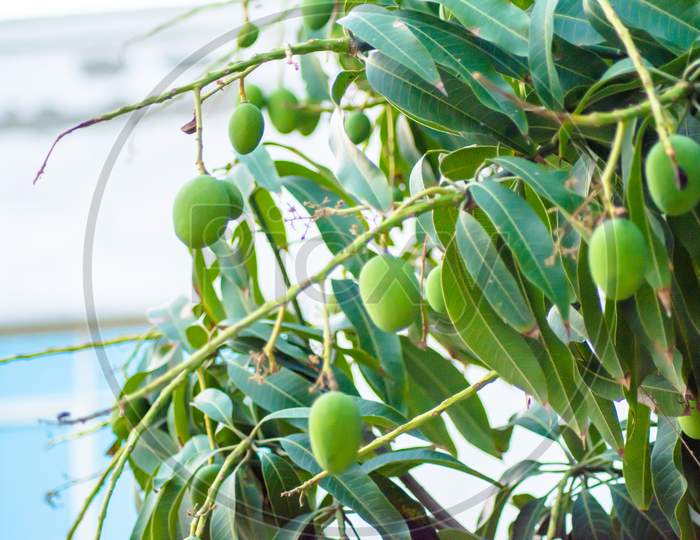 Closeup of Mangoes hanging on mango tree, mango farm. Mangifera indica.