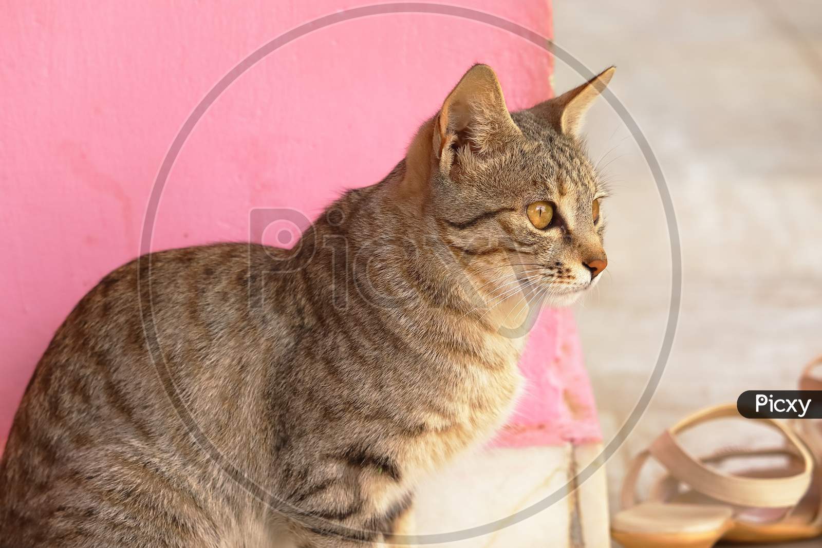 Domestic Cat Background, Portrait Animals