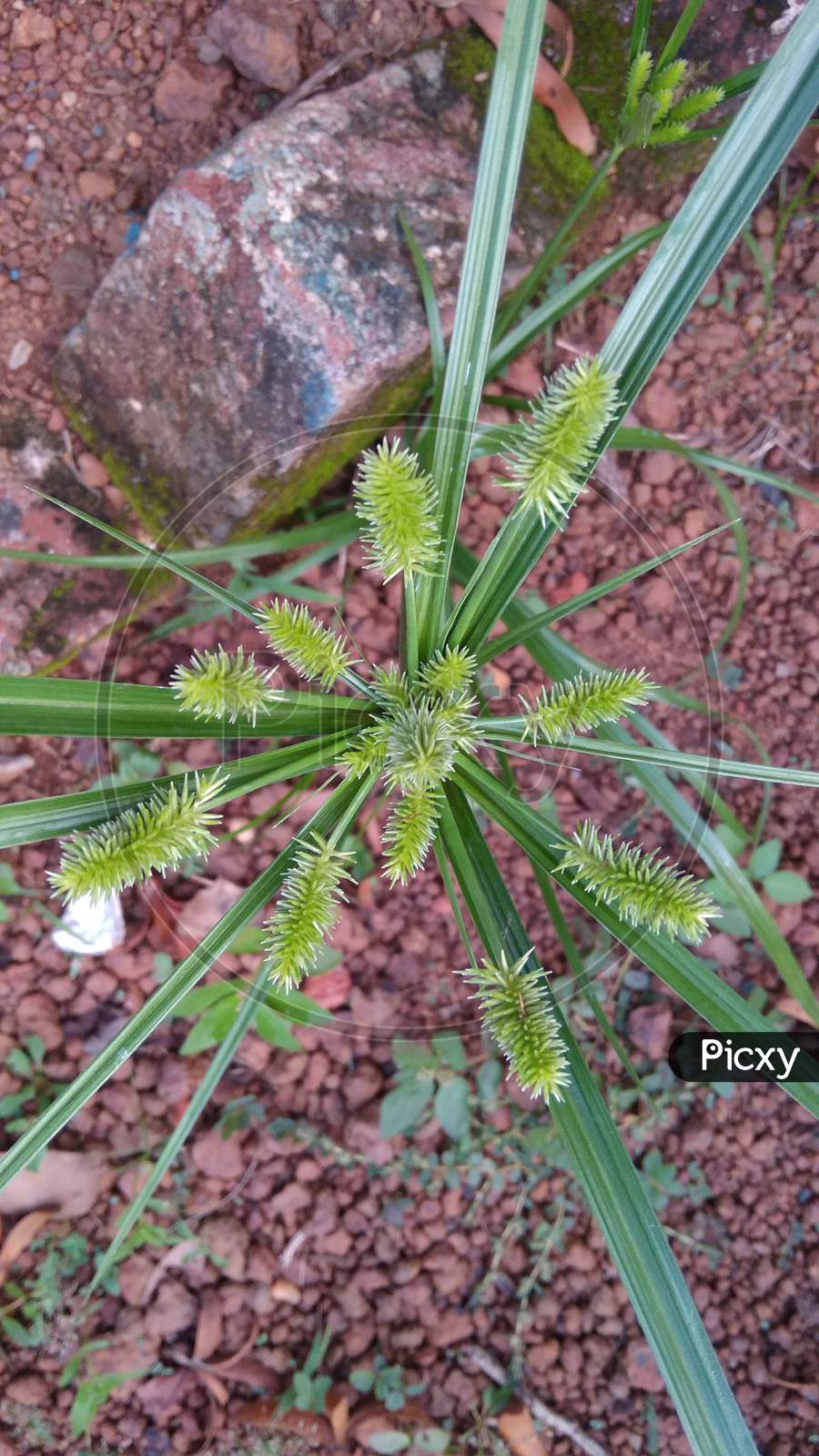 Jack pine shortstarw loblolly canadian fir plant