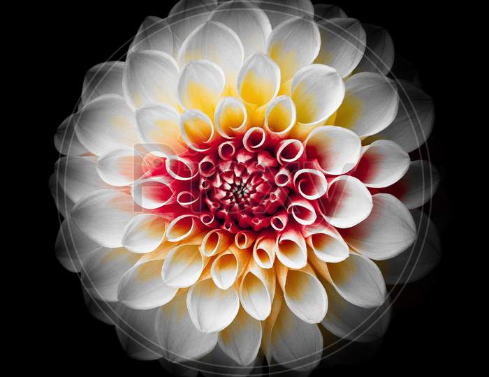 Close up Top view of beautiful White Dahlia flower