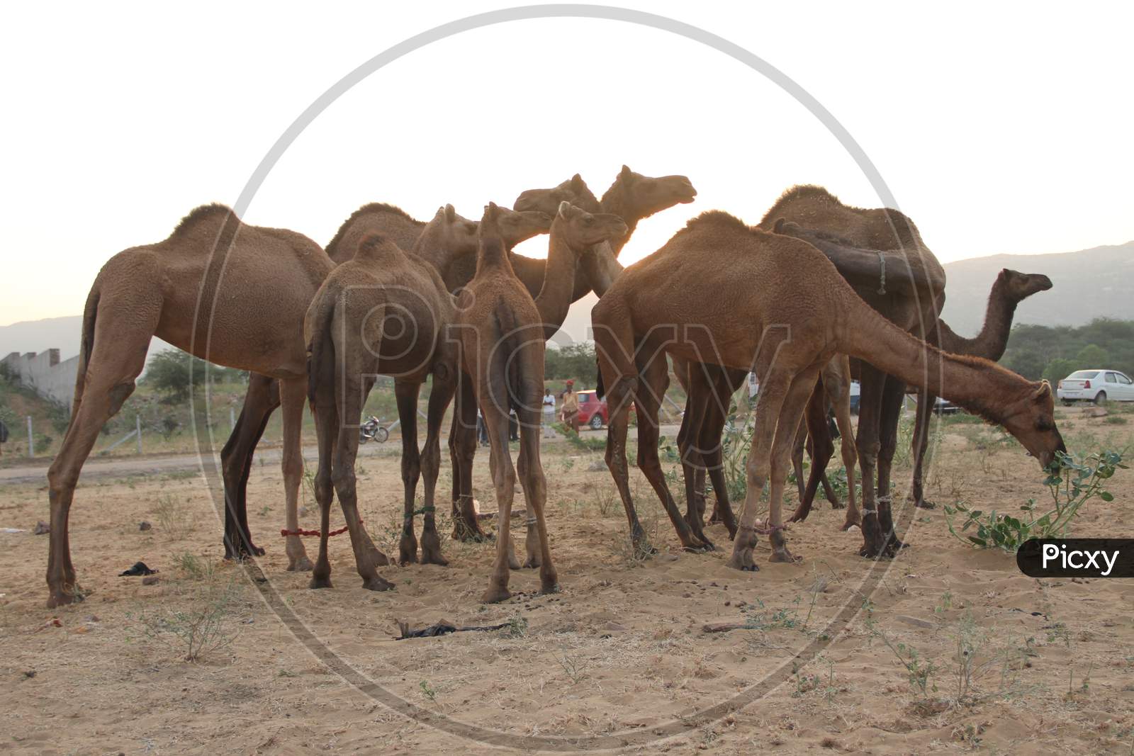 Caravan Of Camels At Pushkar Camel Fair, Rajasthan