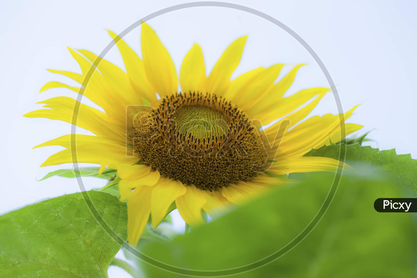 Sunflower Flower With Green Leaves