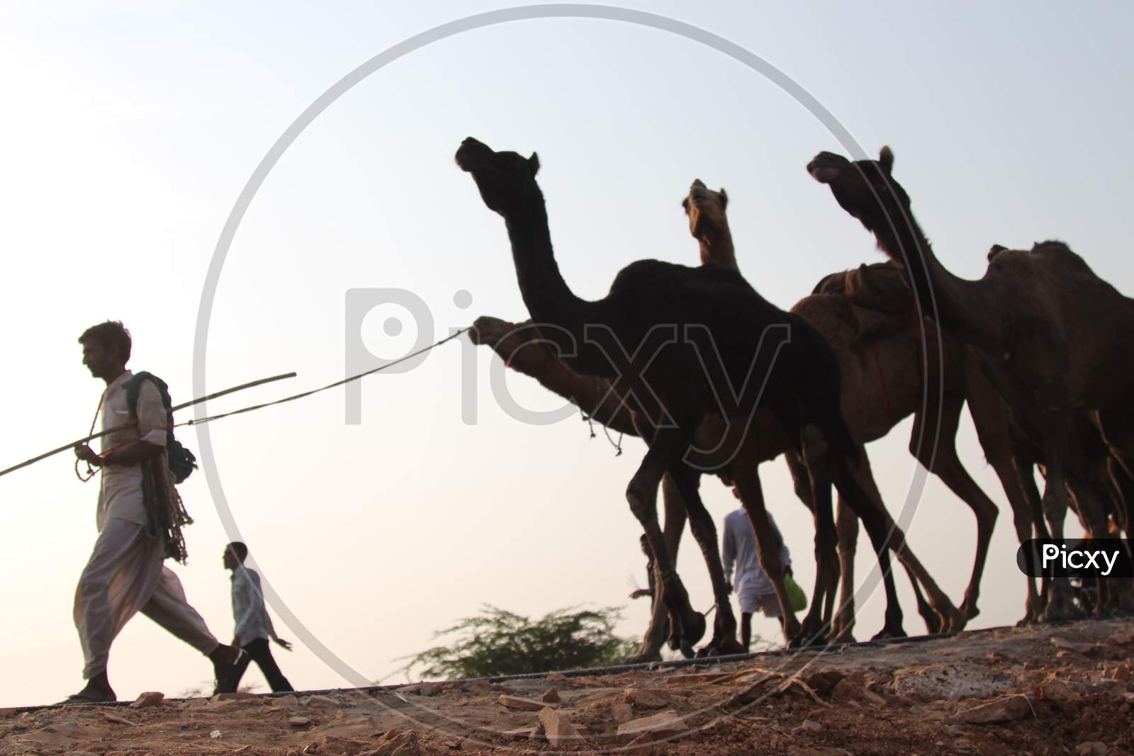 Silhouette of Herd Of Camels At Pushkar Camel Fair, Rajasthan
