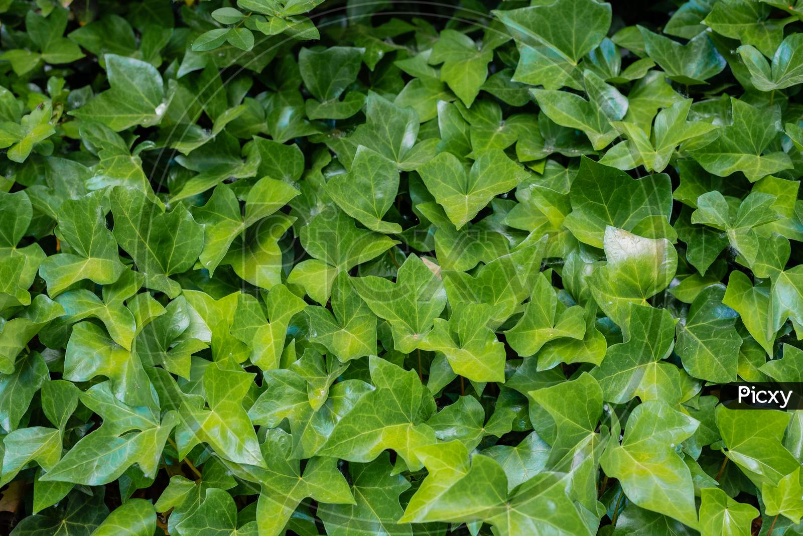 Green Ivy Leaves Texture Covering Up A Wall