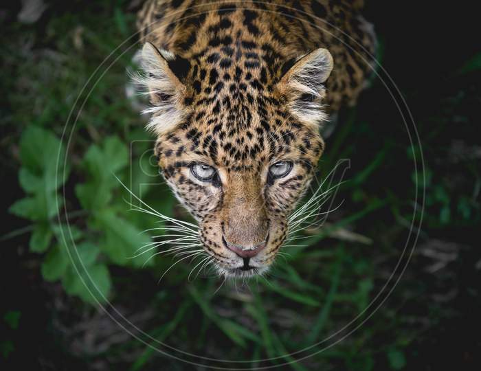 Close up view of leopard face in Africa jungle