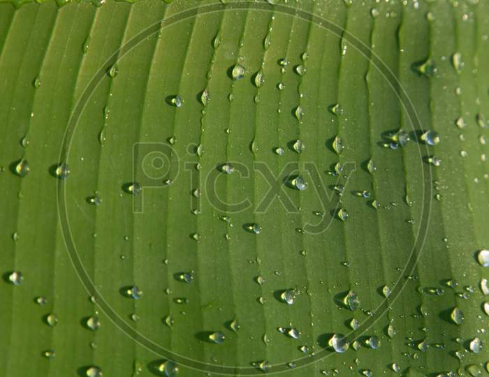 Closeup Detail Of A Banana Leaf With Water Drops