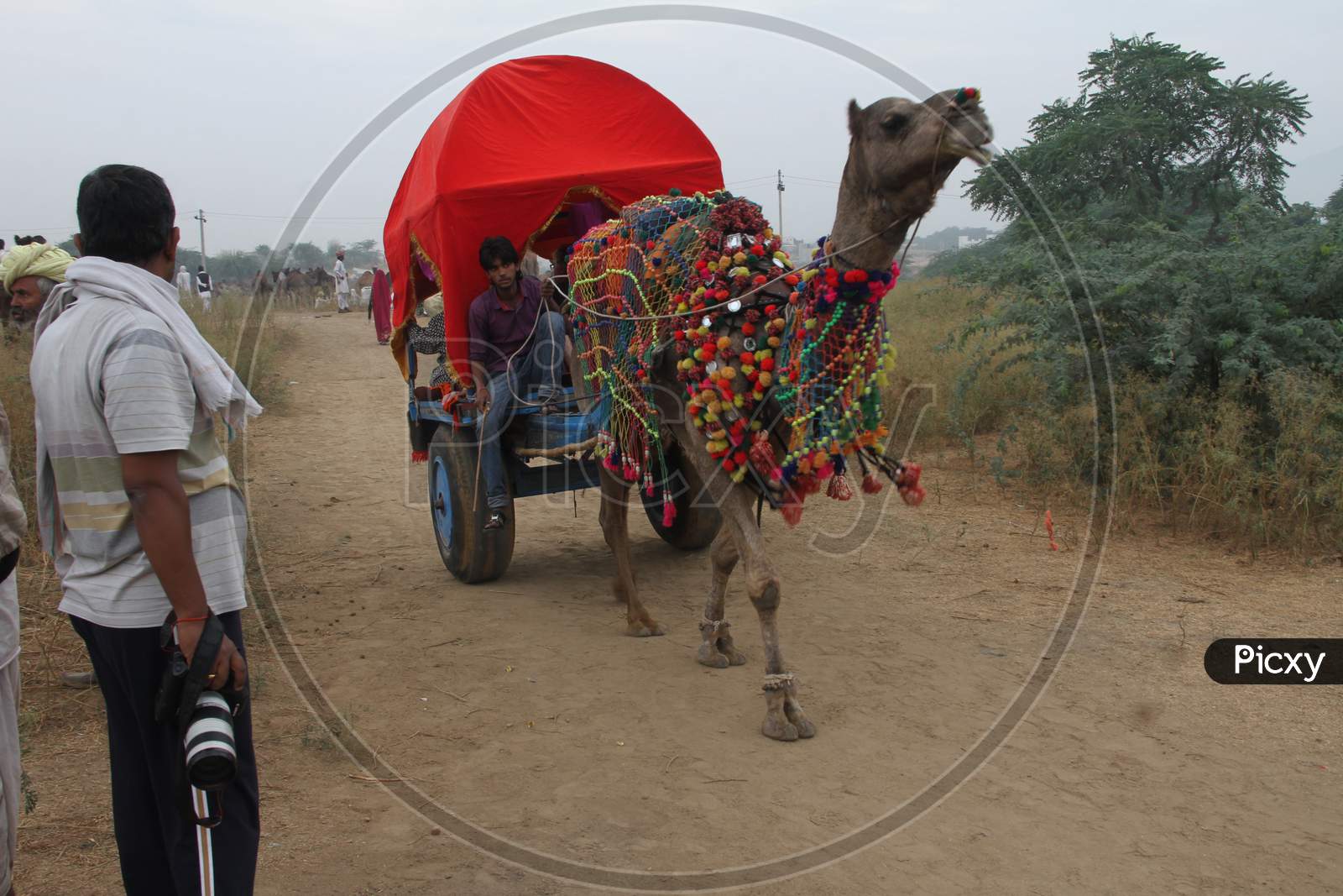 Camel Carts At Pushkar Camel Fair, Pushkar