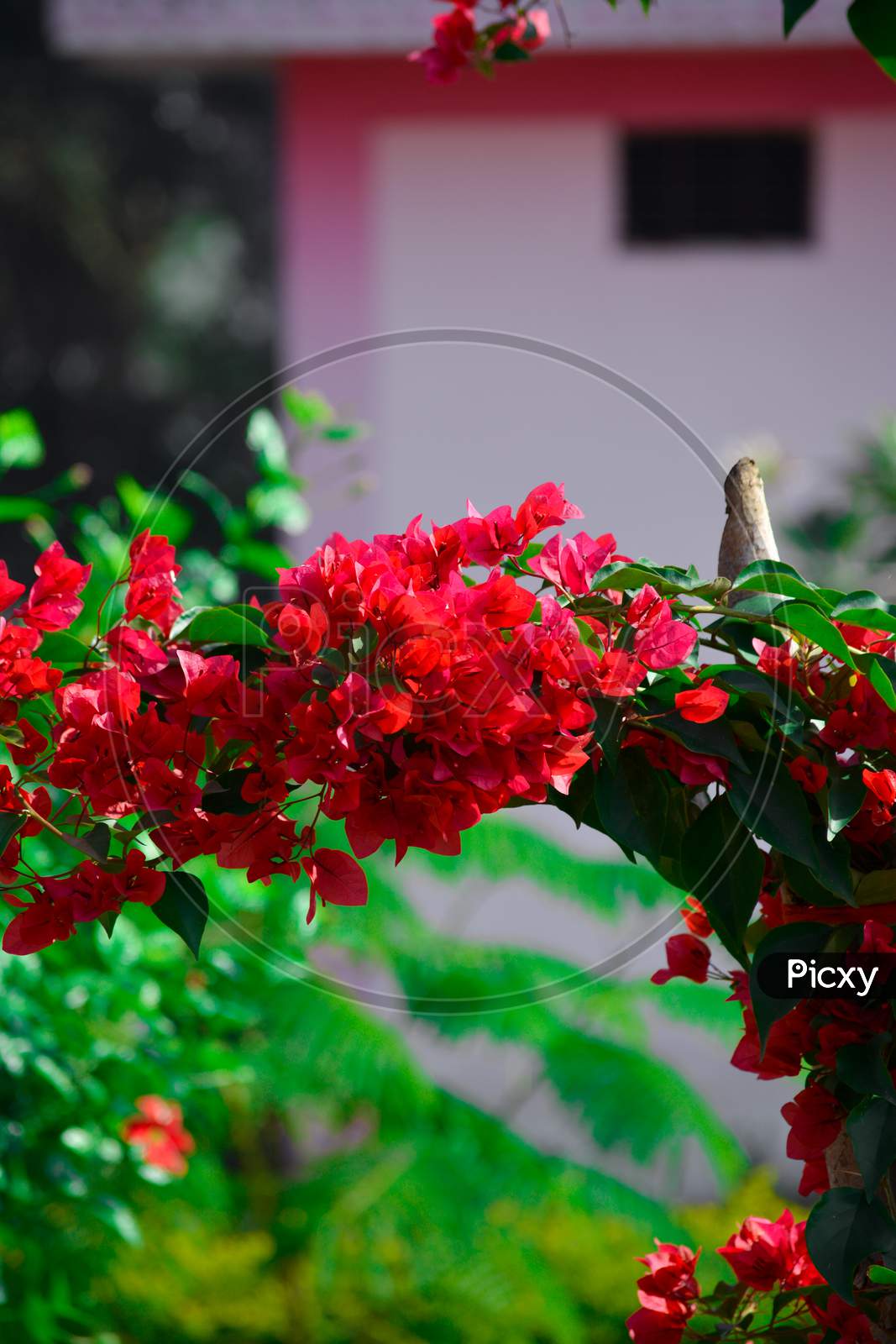 Beautiful and colorful bougainvillea flowers