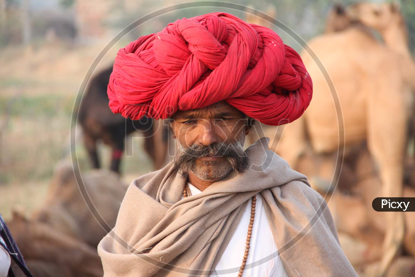 Trader wearing turbans and traditional clothing taking his herd of