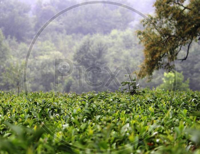 Amazing View Of Tea Plantation In Himalaya