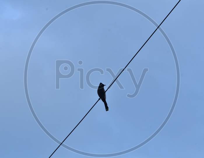 Crow on Electricity Wire of Nadaun HP India