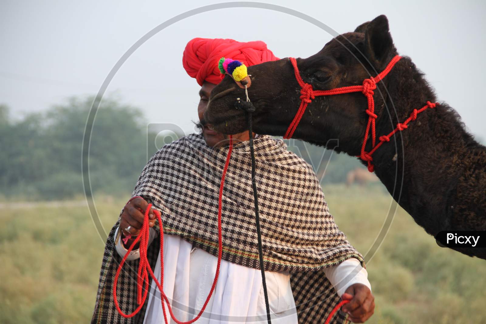 Rajasthani Camel Traders With  Camels In Pushkar Camel Fair , Pushkar, Rajasthan