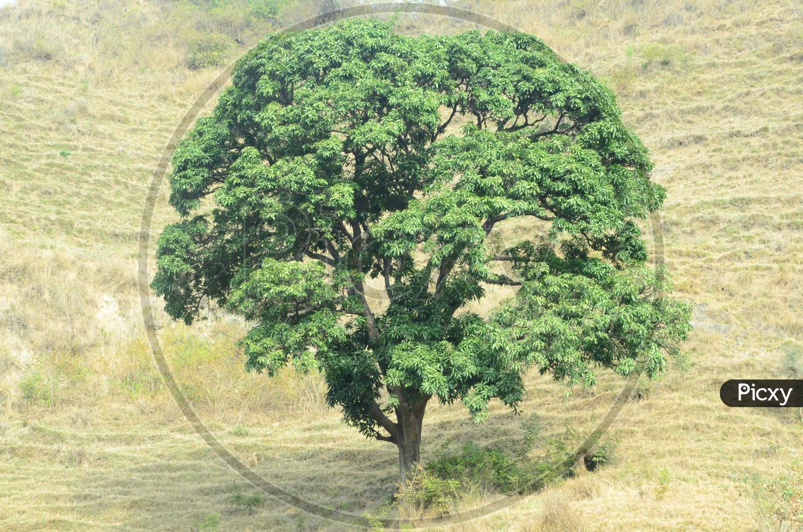 Beautiful tree Natural Location Himachal Pradas,India
