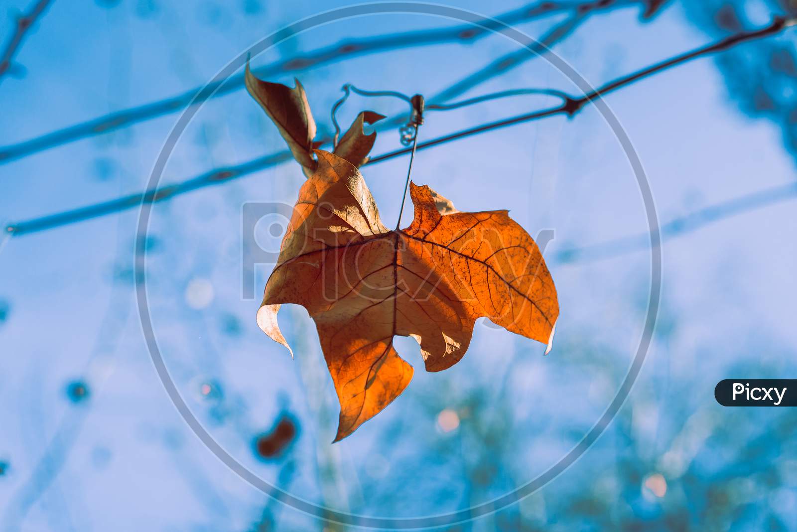 A Dry Orange Autumn Leaf In A Branch Tree Against A Blue Sky