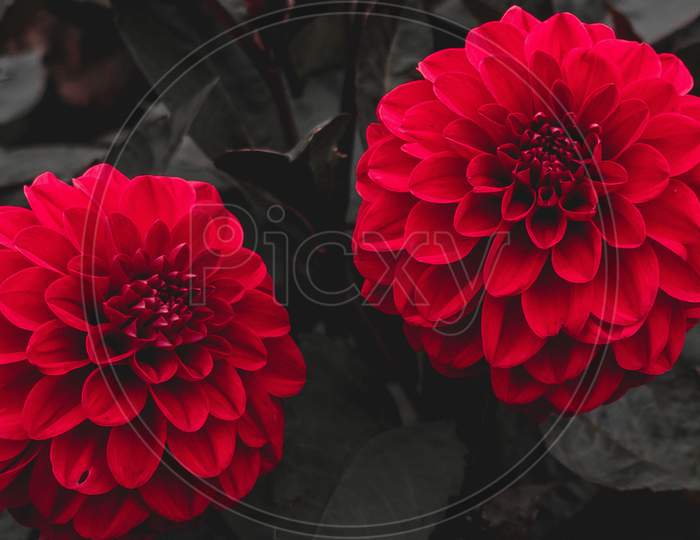 Close up view of Red Dahlia flowers during spring season
