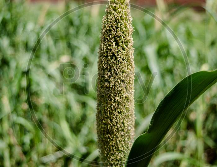 Fields of pearl millets in Uttar pradesh of India. The Crop is also know as Bajra