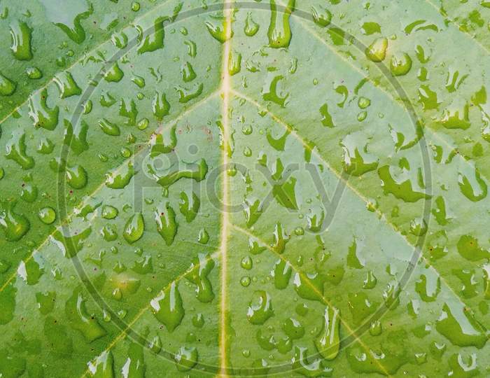 Very closeup green leaf plant with water drops in surface