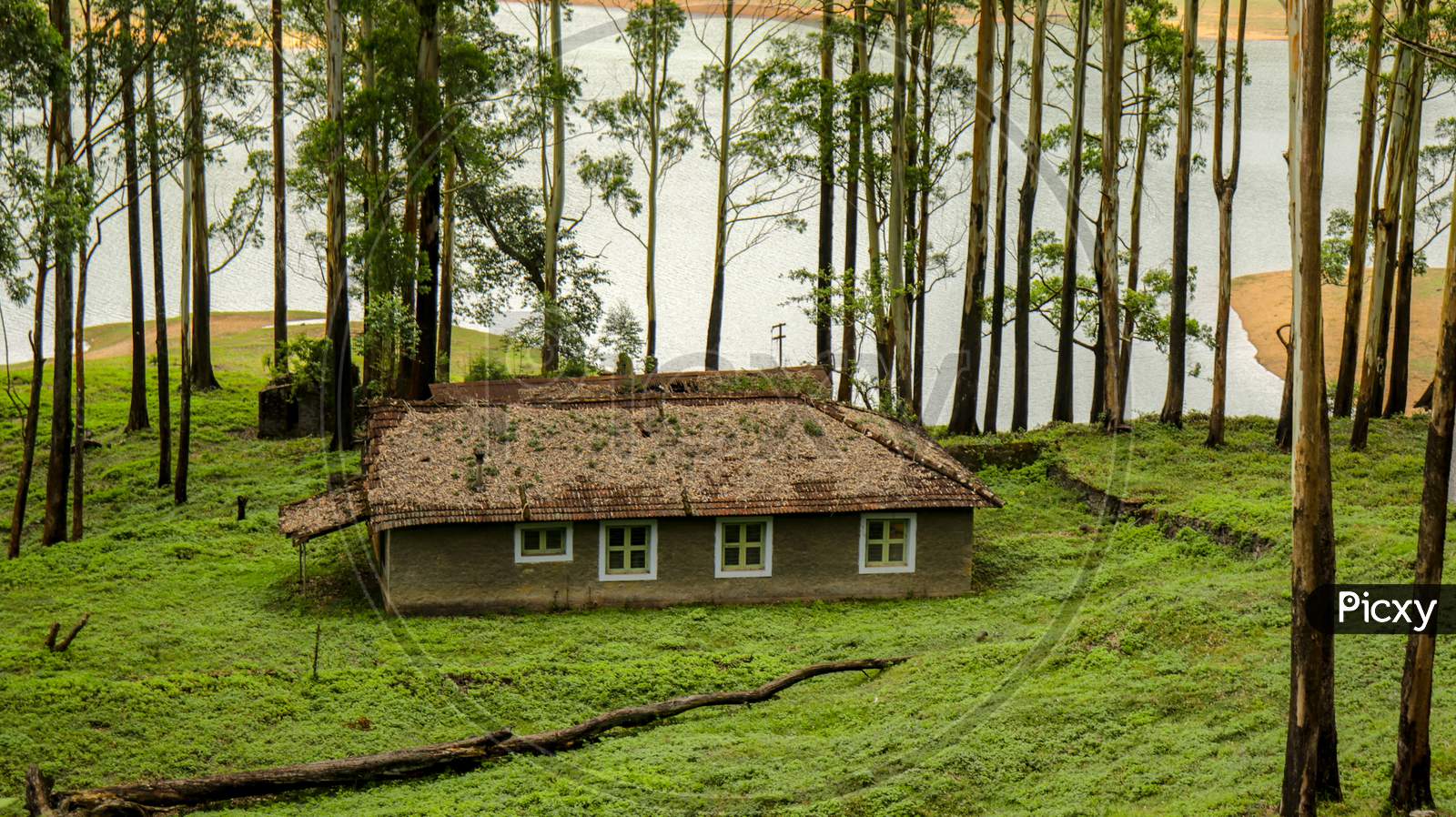 the house in forest