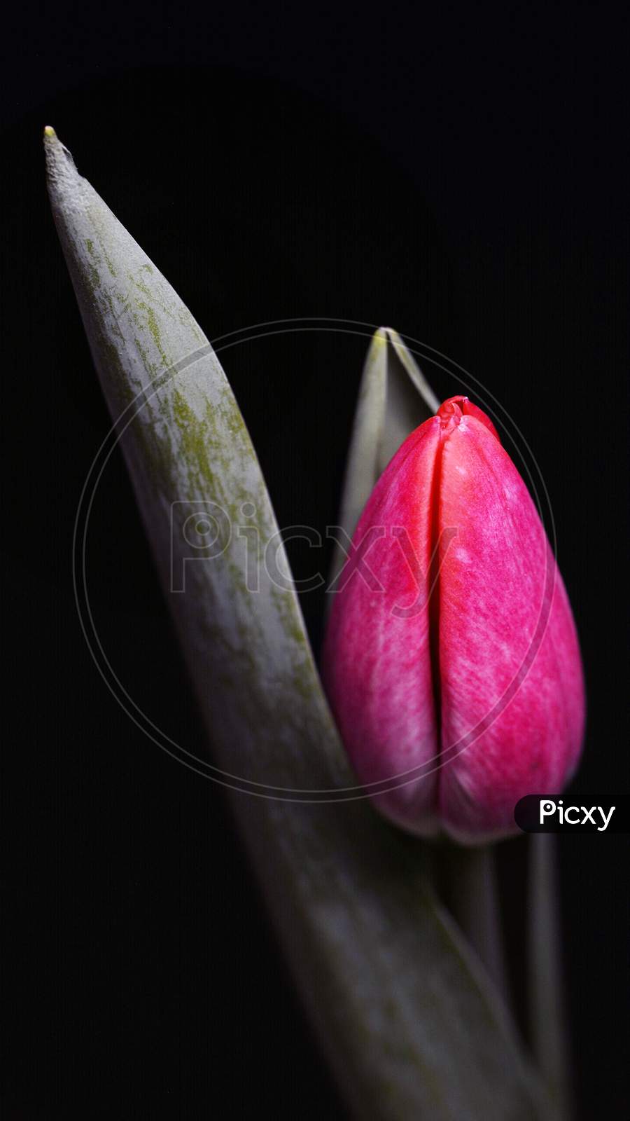 Close-up view of Pink colored bud of a flower plant