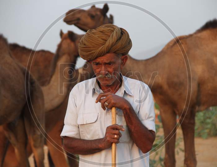 Camel Traders Or Farmers of Rajasthan Carrying Dried Wood For Cooking Fuel In Dessert Villages of Rajasthan
